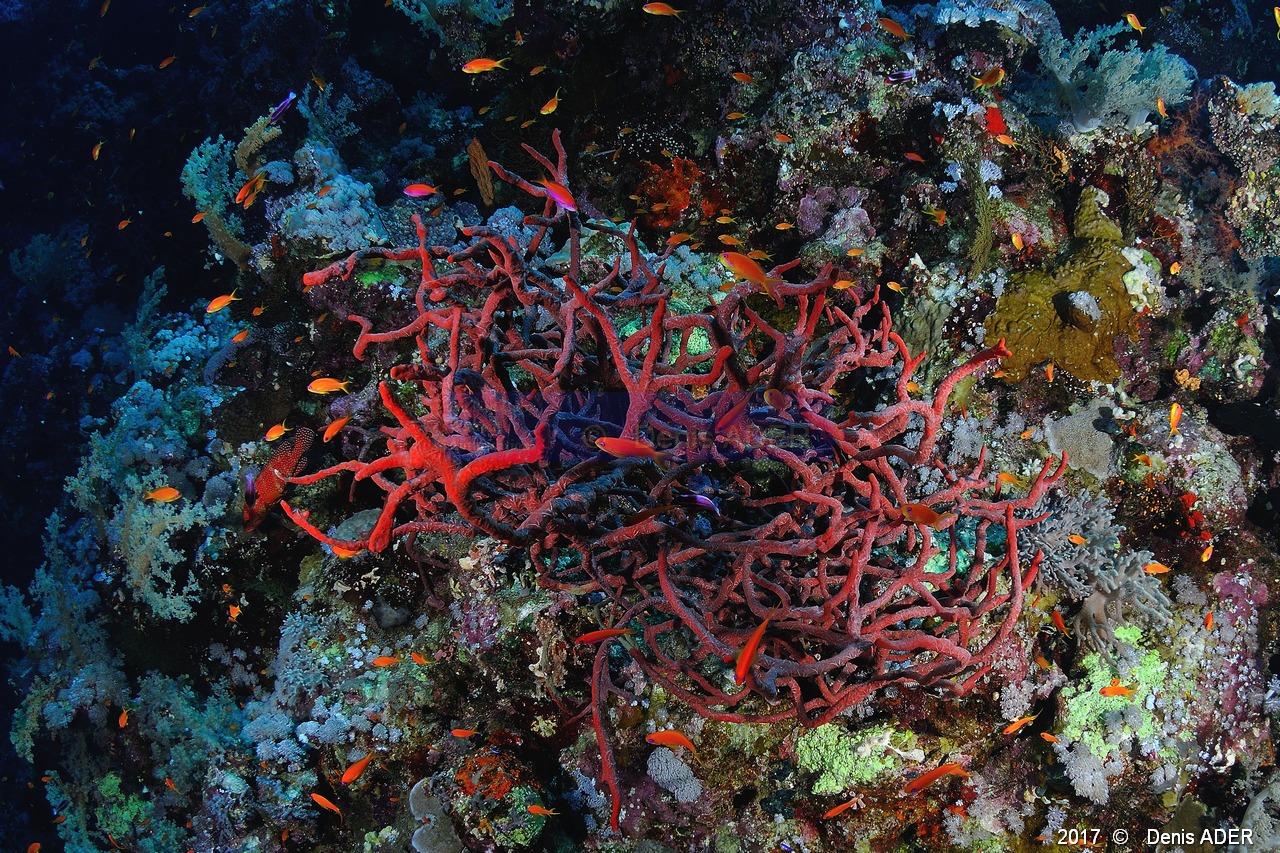 Negombata magnifica Eponge toxique rouge a rouge brun ambiance-Safaga Abu kifan-22m-20171124-Denis-ADER-DSC_3808_tn.jpg